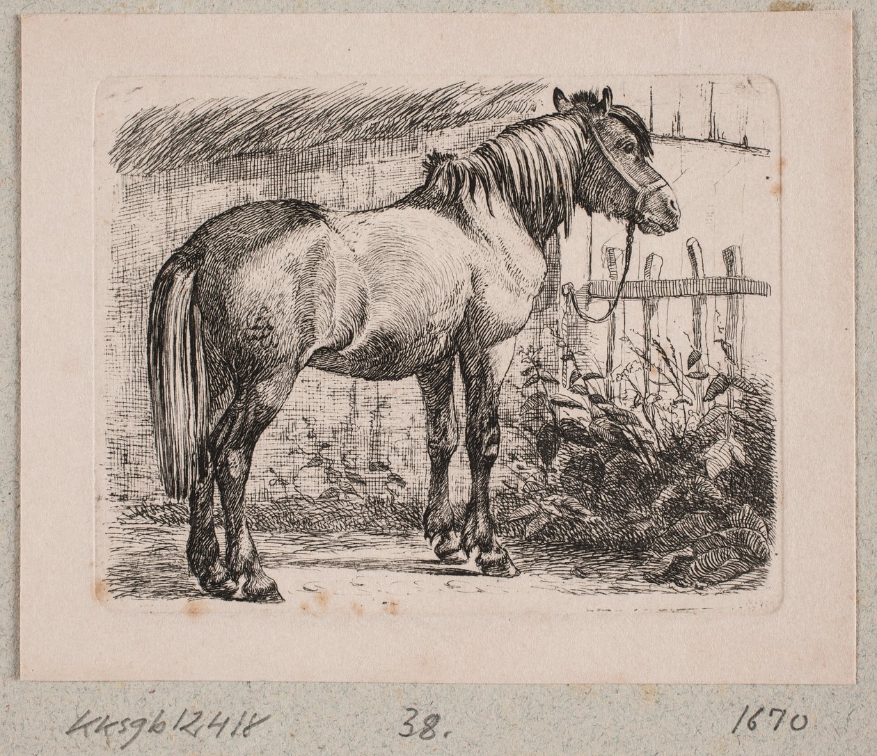 Un caballo con brida de Johannes Wilhelm Zillen