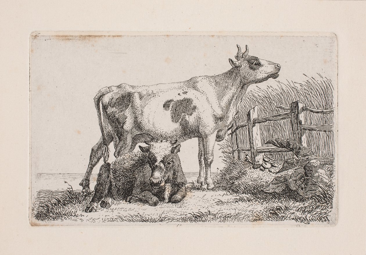 Una vaca descansando y otra de pie de Johannes Wilhelm Zillen