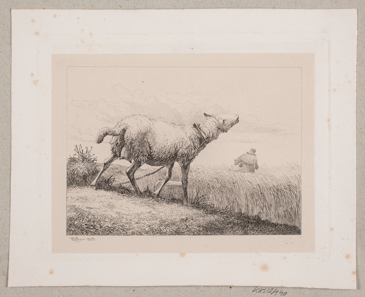 Una oveja balando de Johannes Wilhelm Zillen