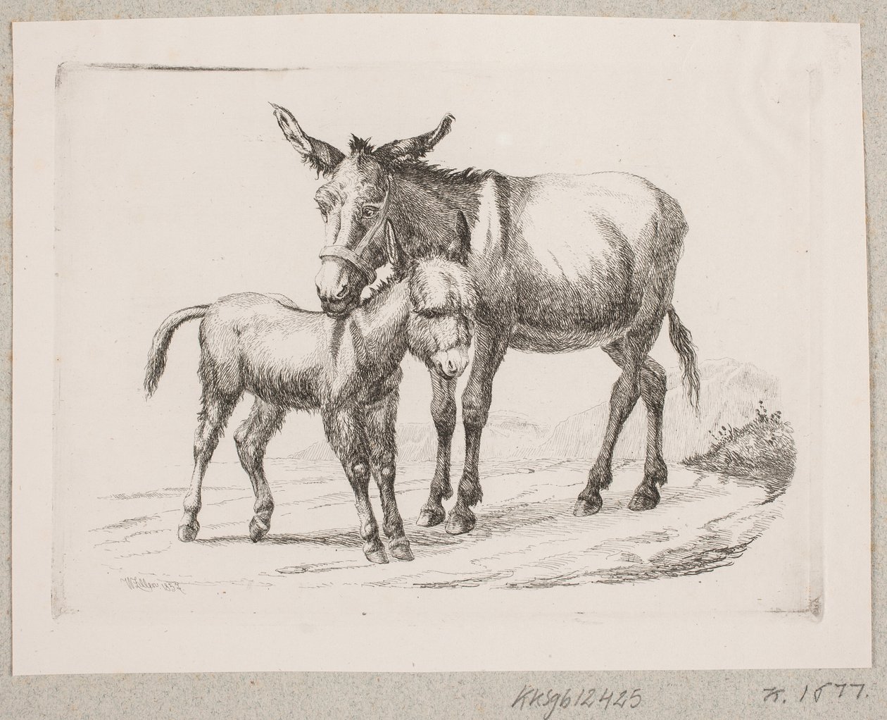 Un burro con su cría de Johannes Wilhelm Zillen