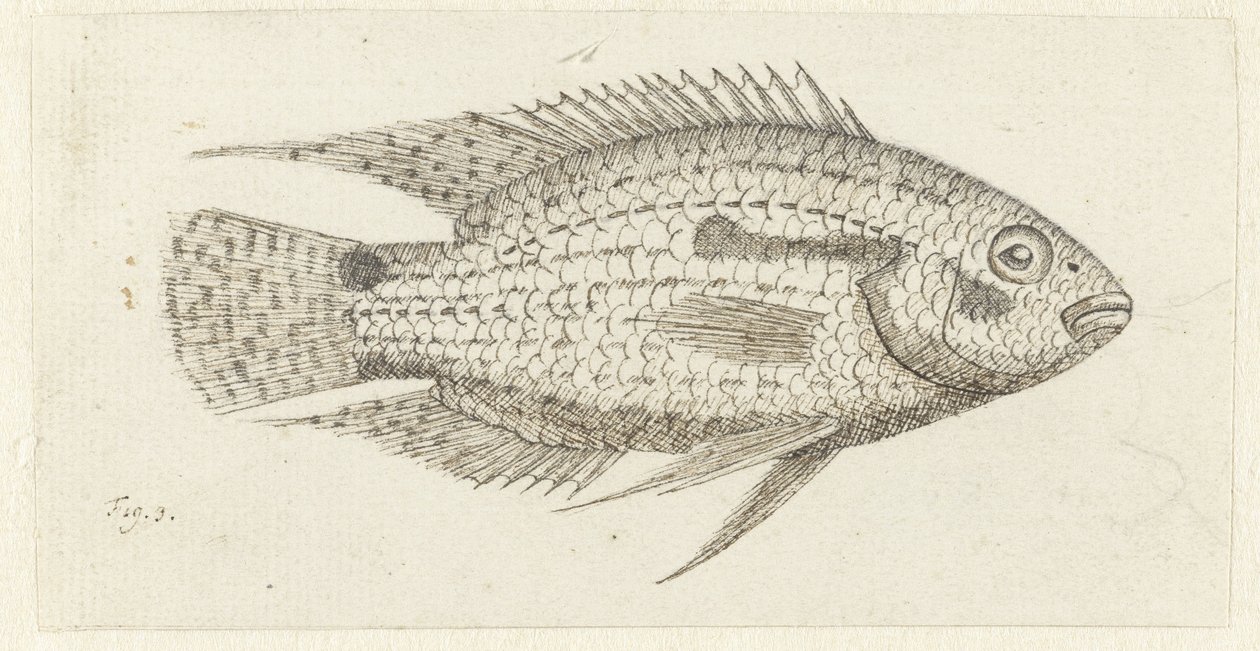 Peces tropicales Chromis epse de Johannes le Francq van Berkhey