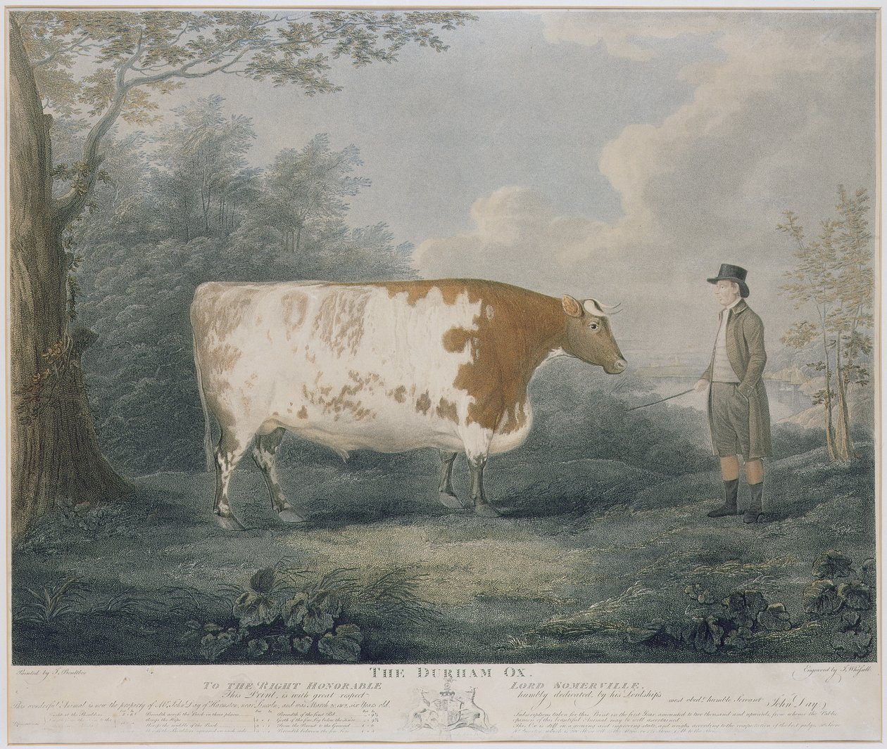 El buey de Durham, grabado por J. Wessel, 1802 de John Boultbee