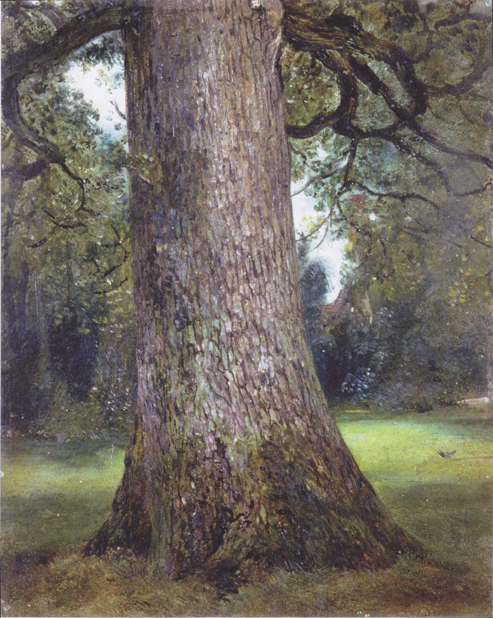Estudio de un olmo de John Constable
