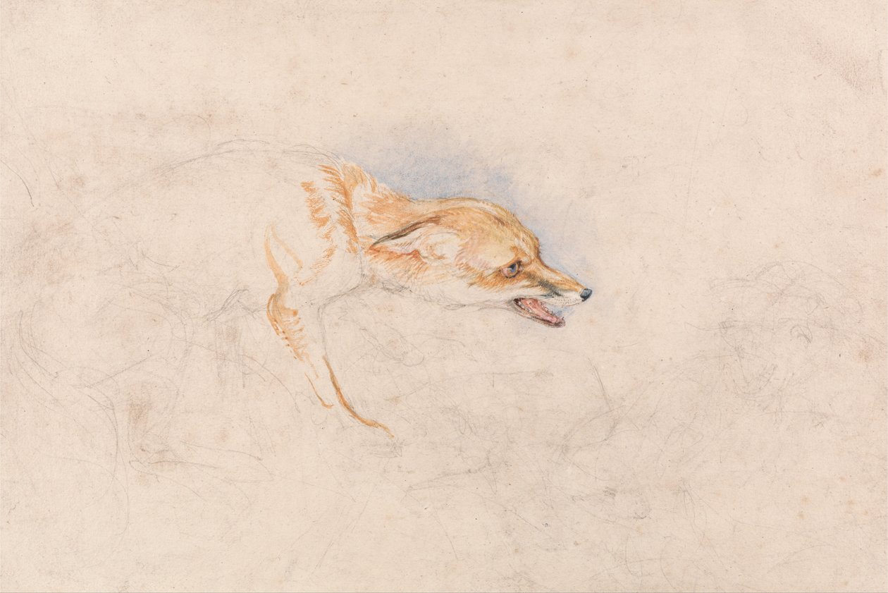Estudio de un zorro agachado, mirando a la derecha de John Frederick Lewis