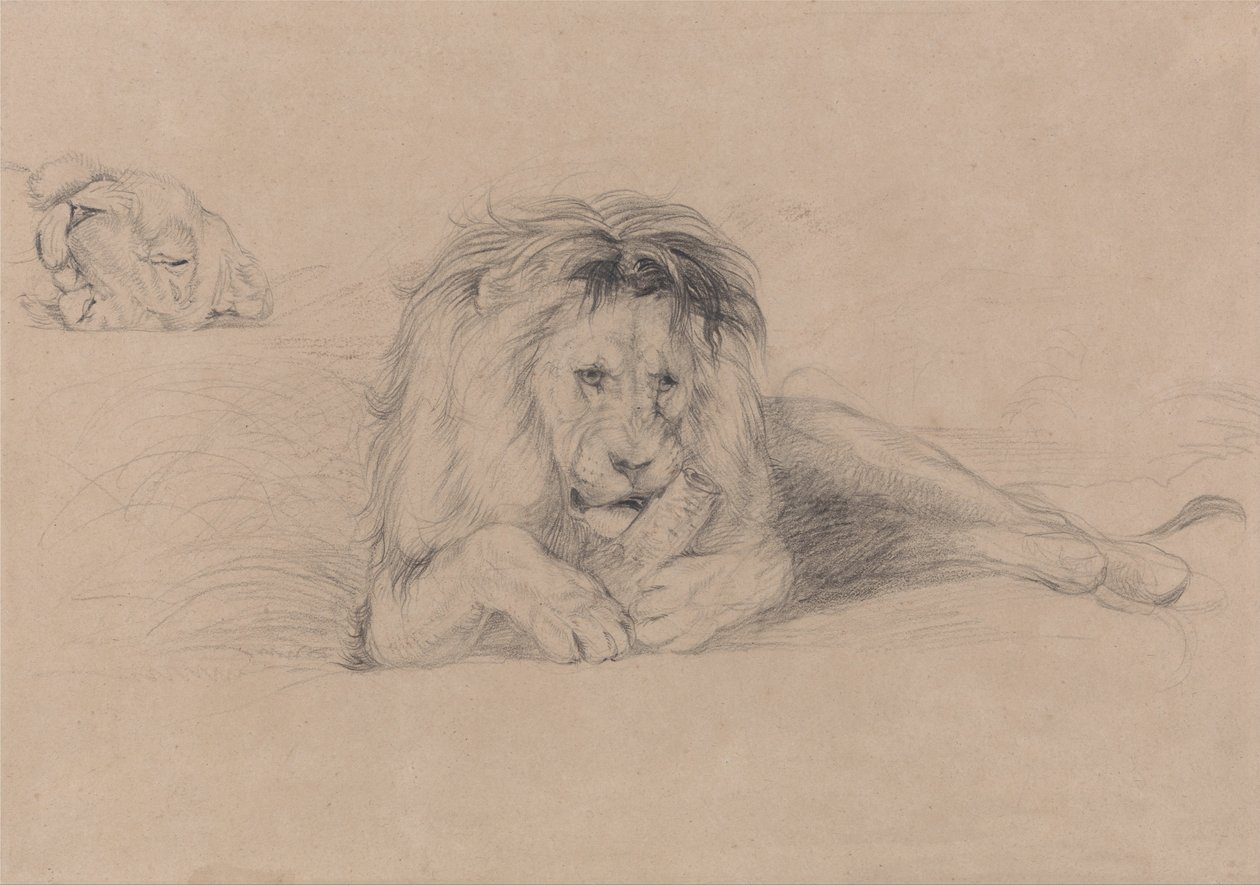 Estudio de un león y estudio de la cabeza de una leona de John Frederick Lewis
