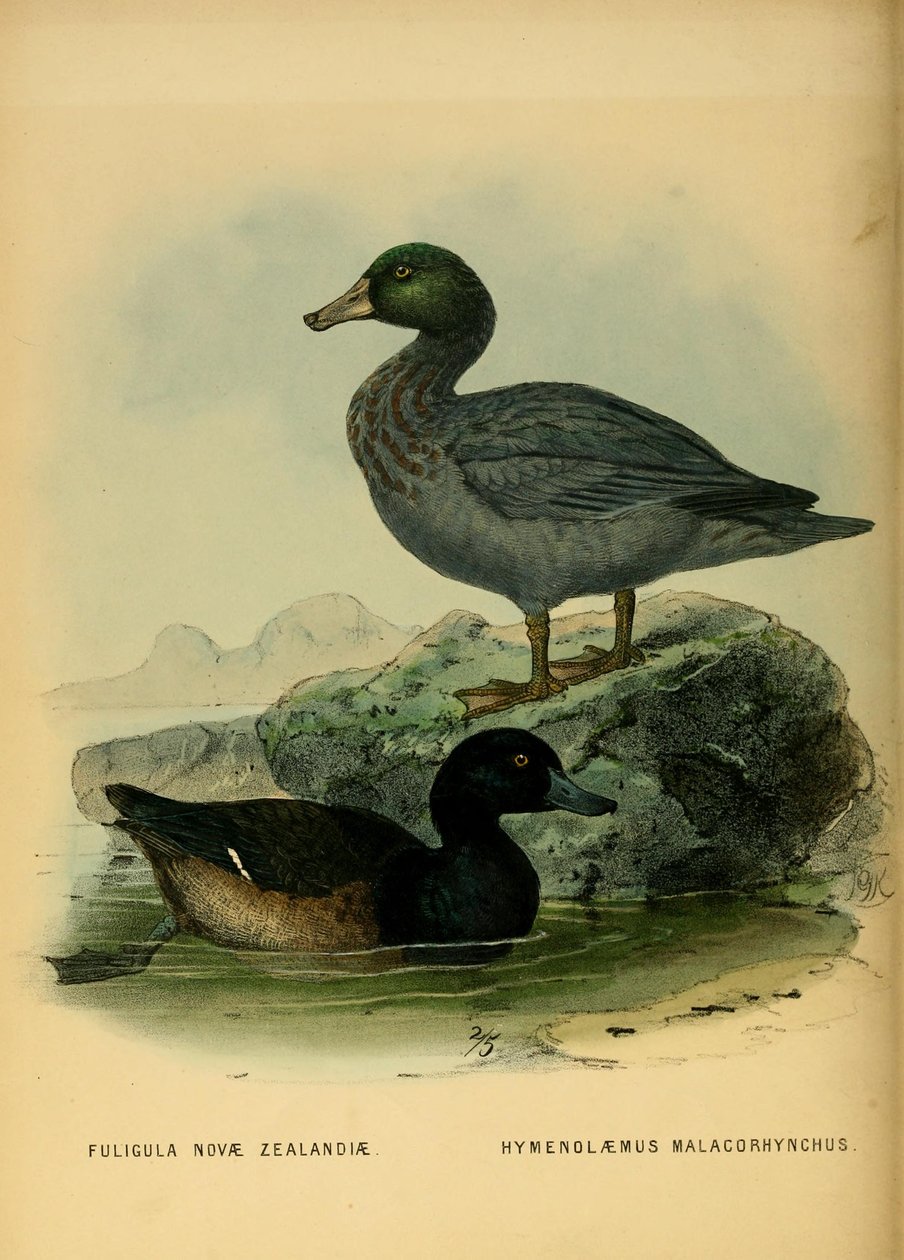 Ilustración del pato negro de Nueva Zelanda y el pato azul de John Gerrard Keulemans