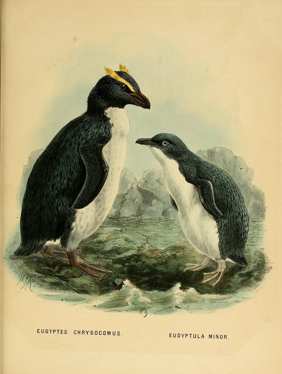 Ilustración del pingüino saltarrocas y el pingüino pequeño de John Gerrard Keulemans