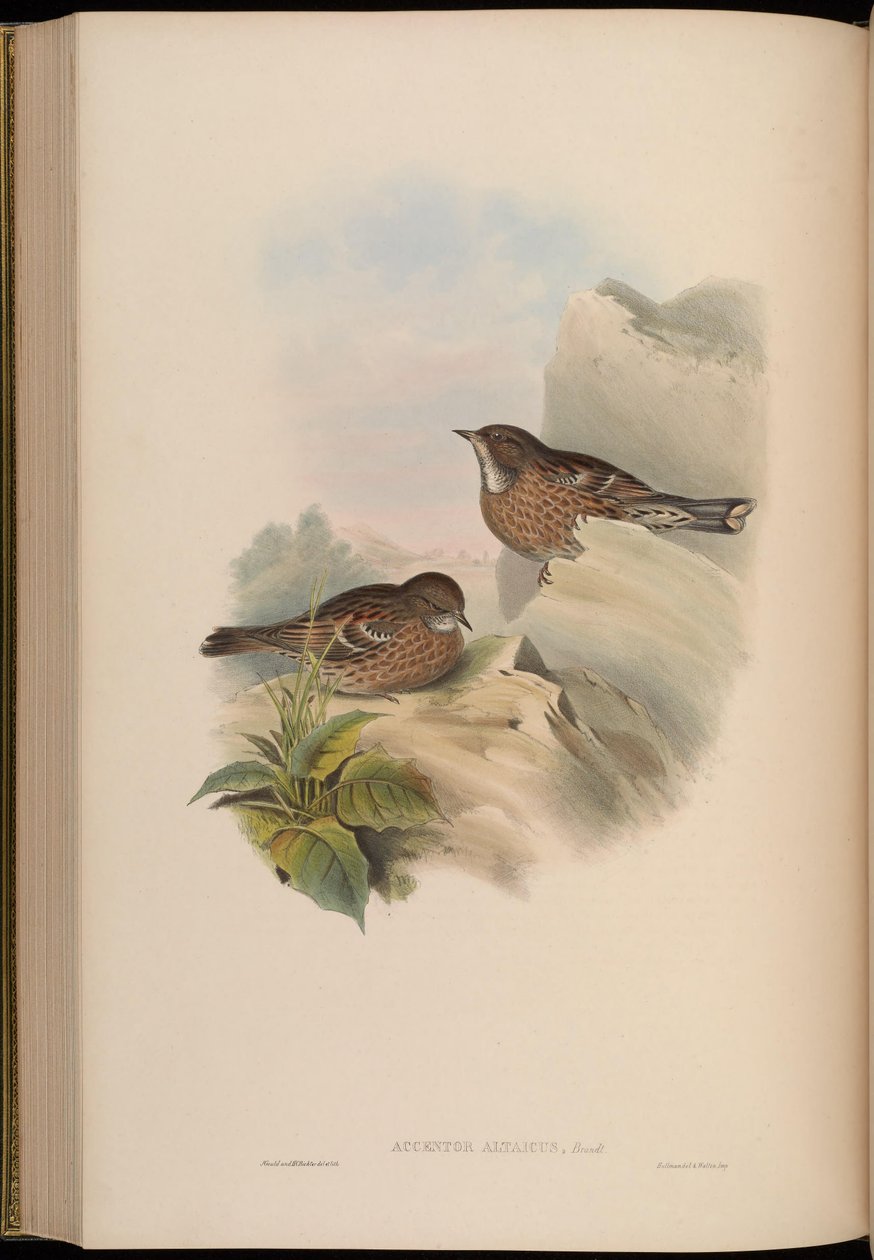 Accentor altaicus de John Gould