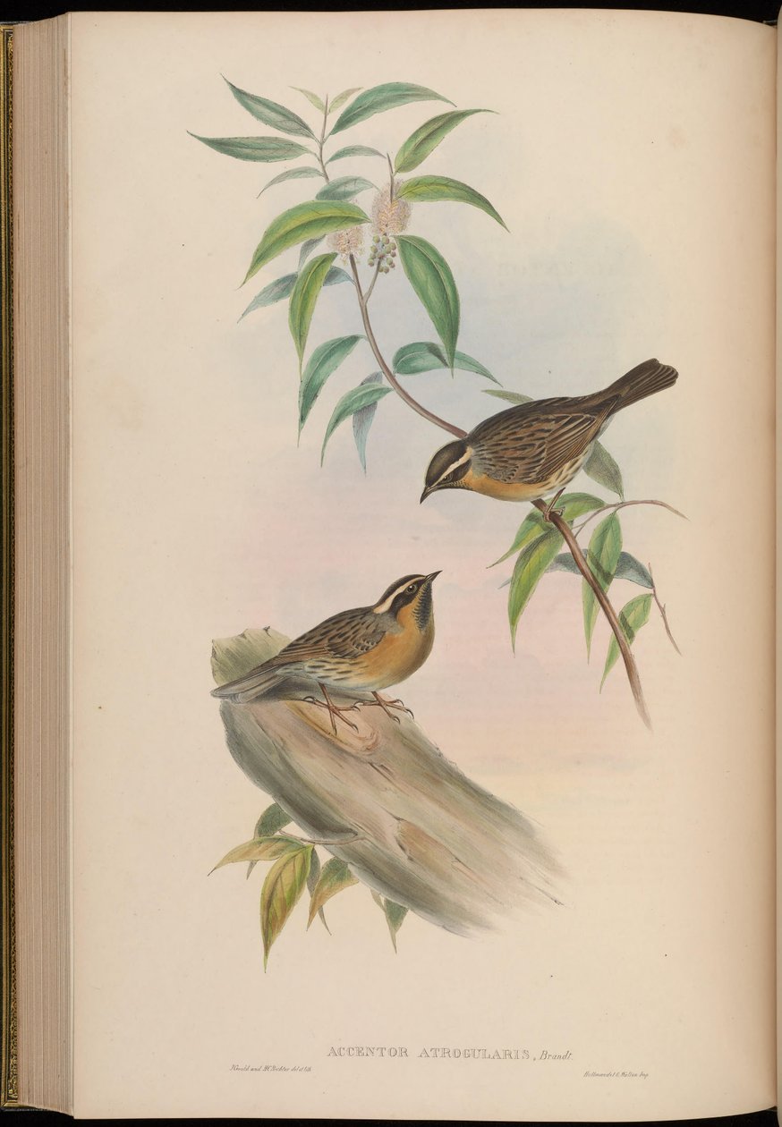 Accentor atrogularis = Prunella atrogularis de John Gould