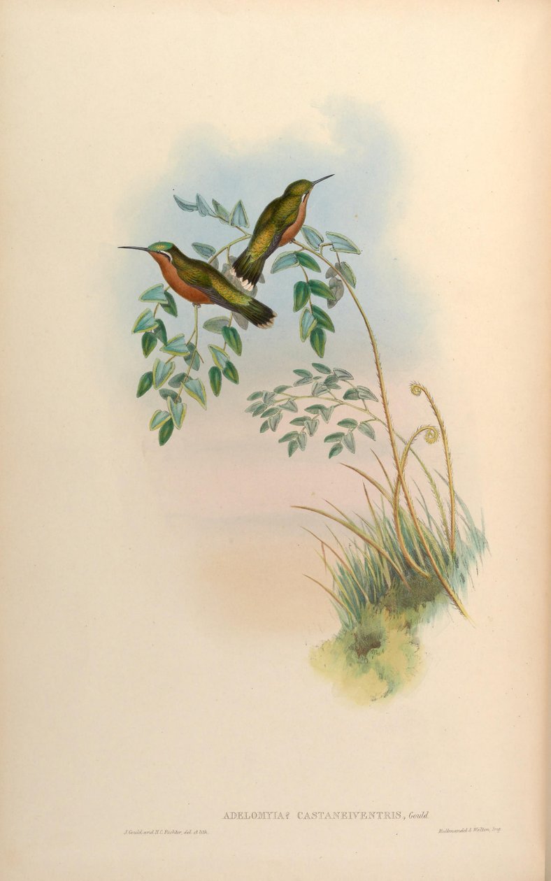 Adelomyia castaneiventris = Lampornis castaneoventris Hembra de John Gould
