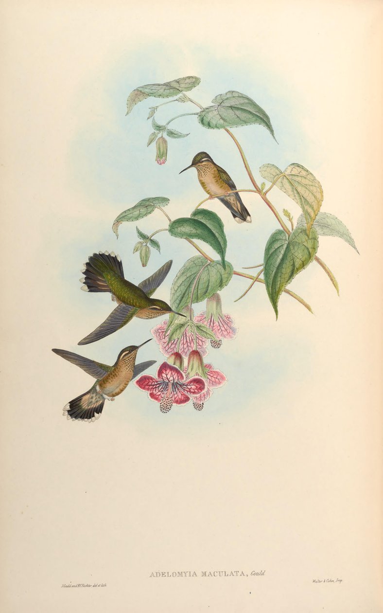 Adelomyia maculata = Adelomyia melanogenys maculata de John Gould