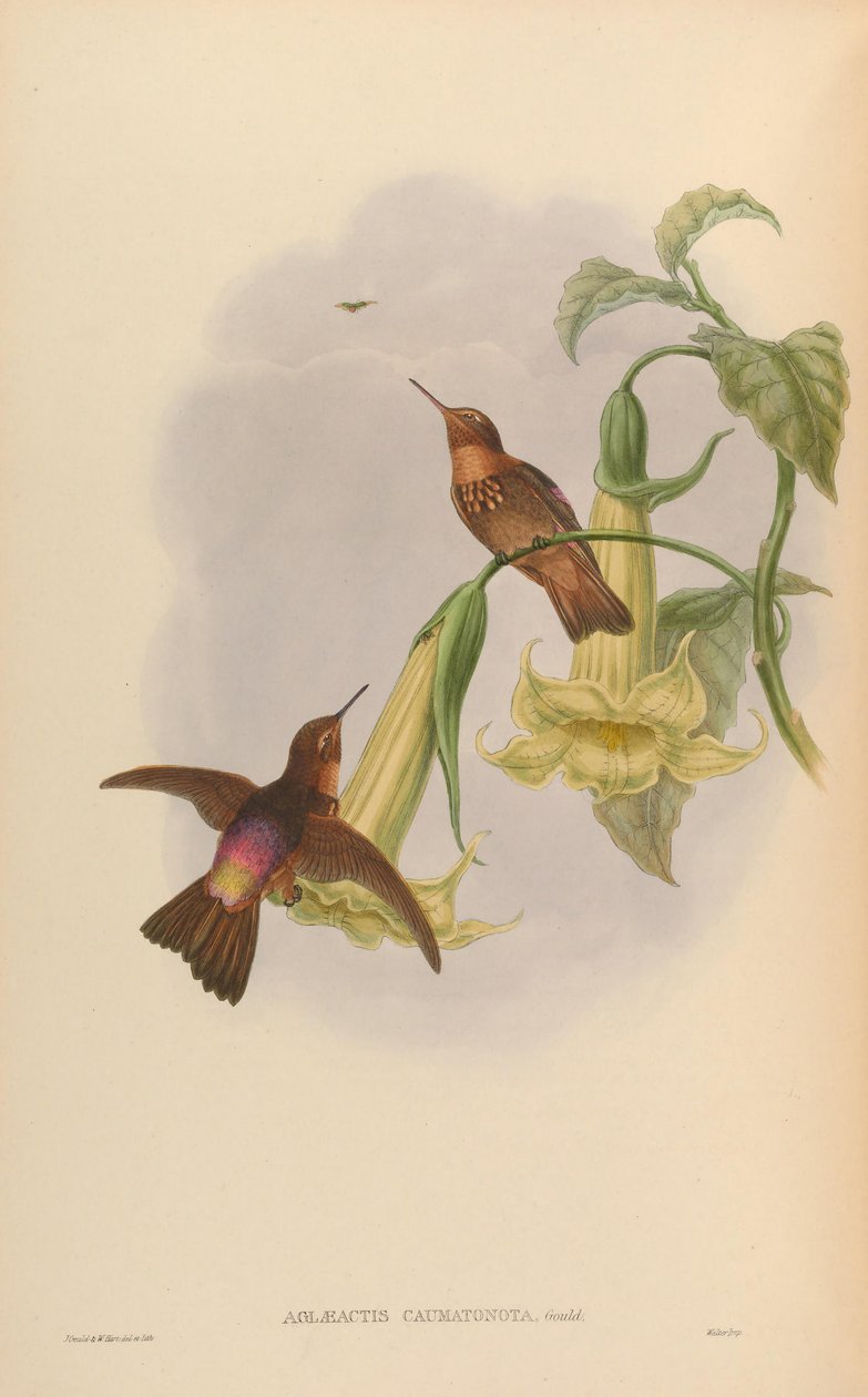 Aglaeactis caumatonota = Aglaeactis cupripennis caumatonotus de John Gould