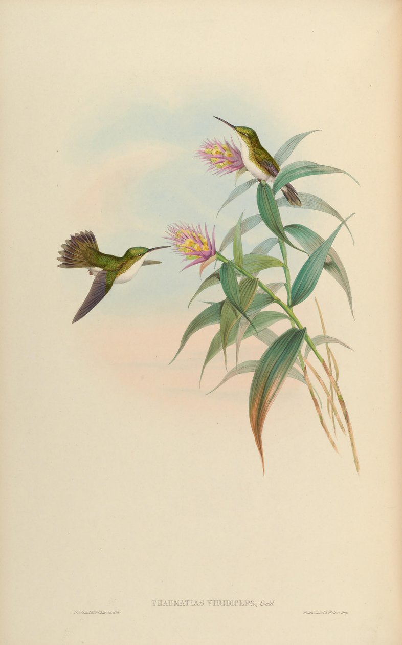 Amazilia leucogaster = Amazilia franciae viridiceps de John Gould
