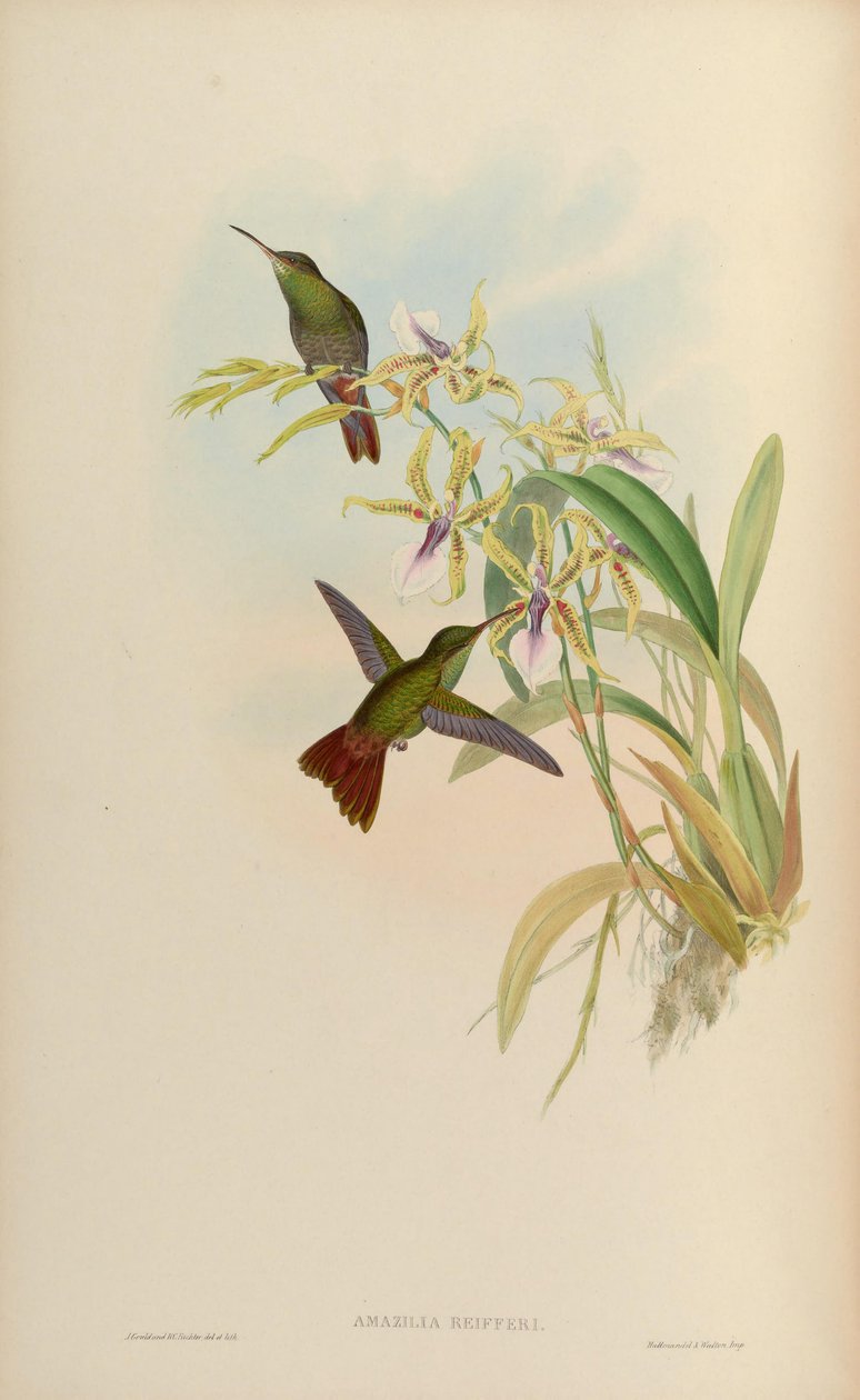 Amazilia riefferi = Amazilia tzacatl de John Gould