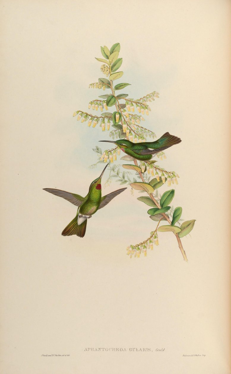 Aphantochroa gularis = Heliodoxa gularis de John Gould