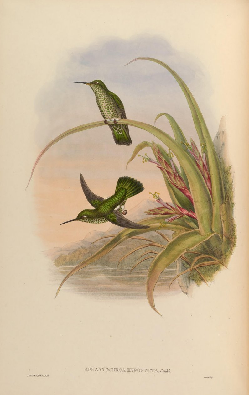 Aphantochroa hyposticta = Taphrospilus hypostictus de John Gould