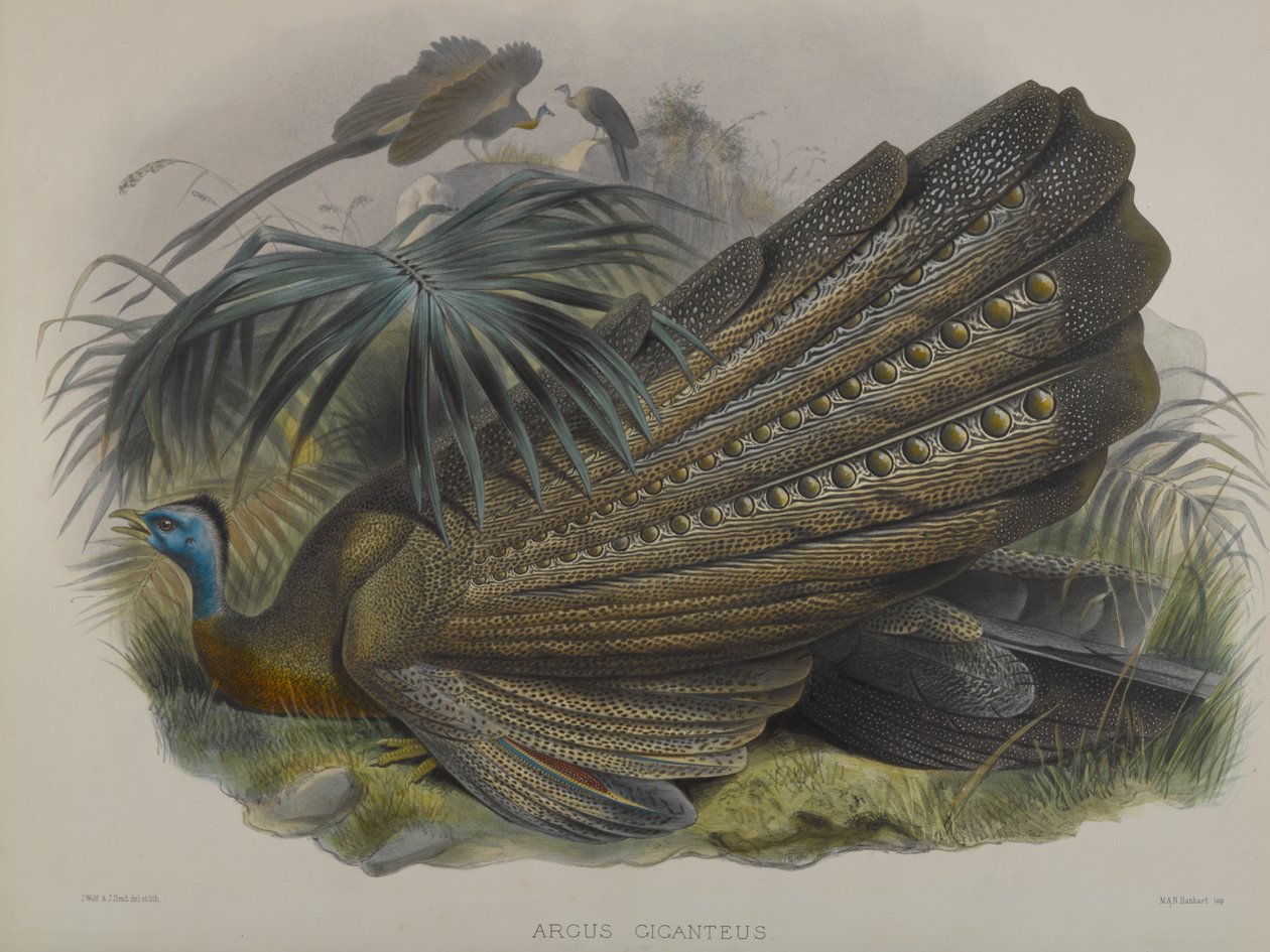 Argus Giganteus: Gran Faisán Argus de John Gould