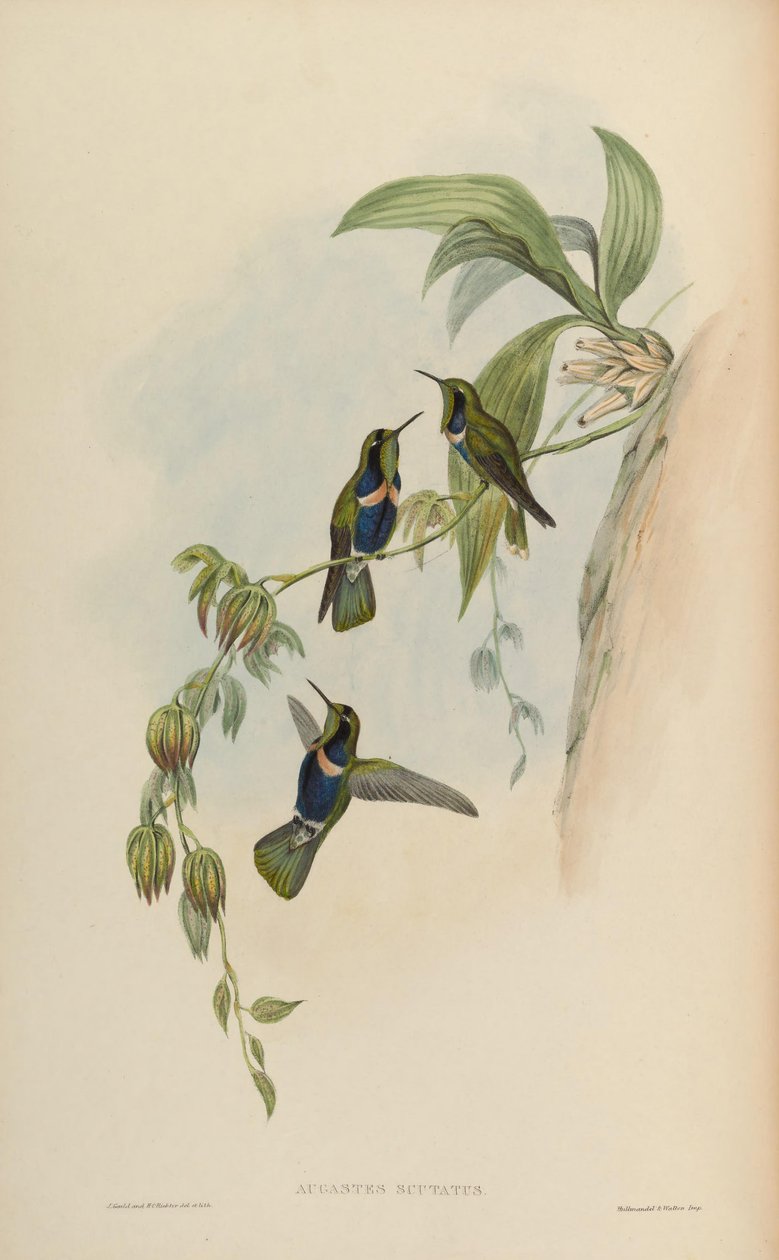 Augastes scutatus de John Gould