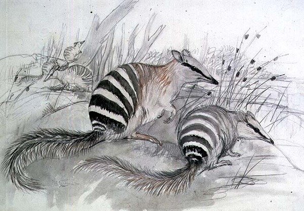 Oso hormiguero rayado de John Gould