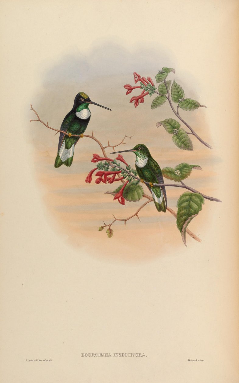 Bourcieria insectivora = Coeligena torquata insectivora de John Gould