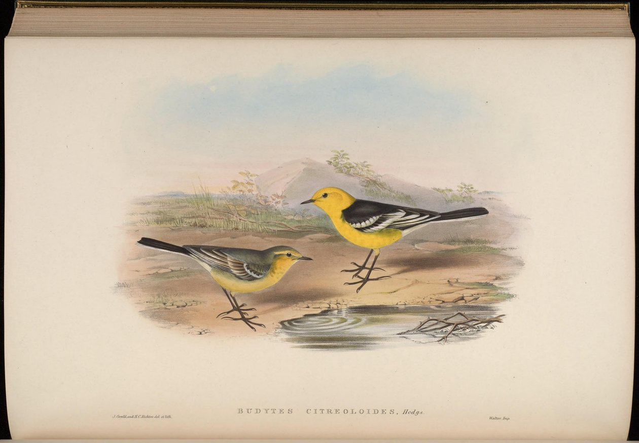Budytes citreoloides = Motacilla citreolus citreoloides de John Gould