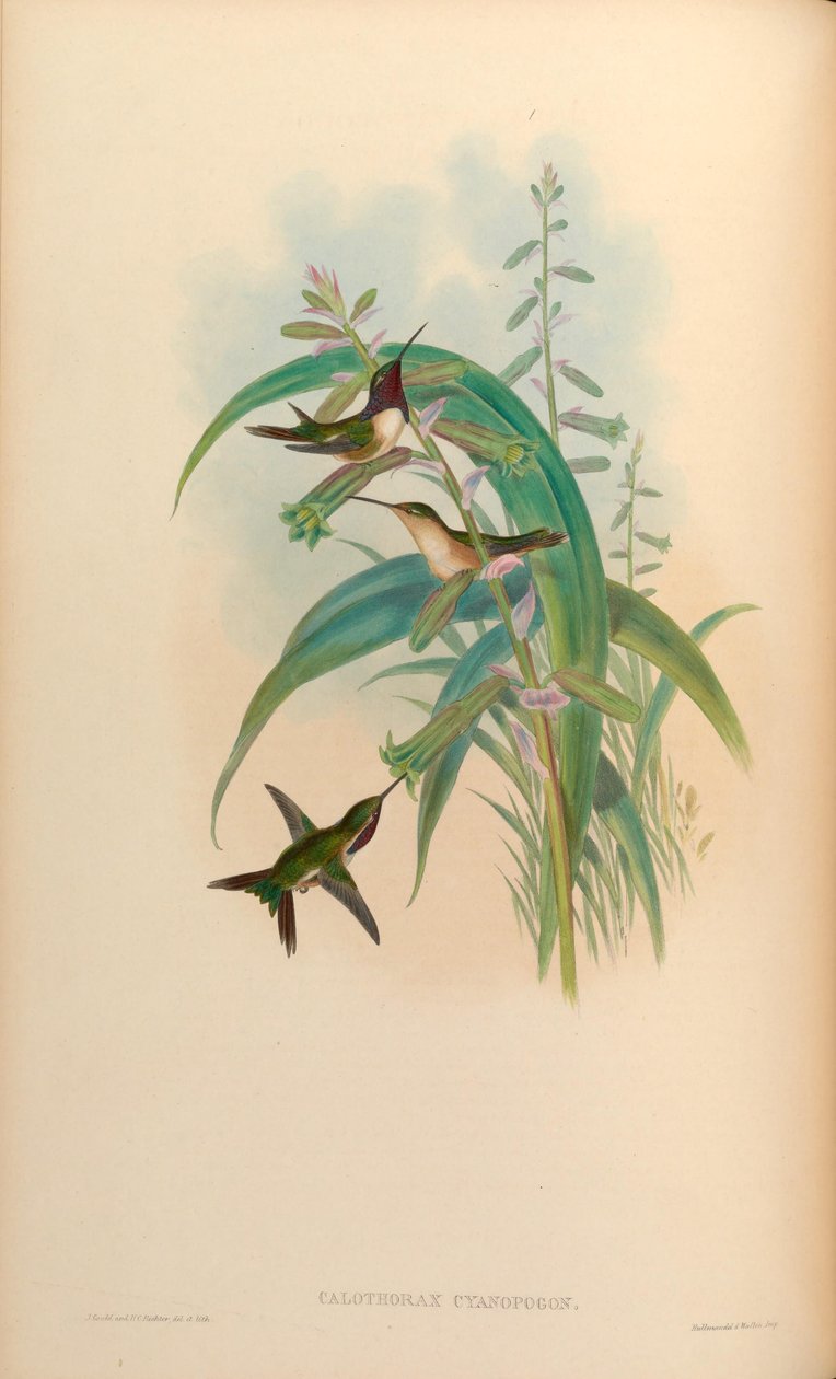 Calothorax cyanopogon = Calothorax lucifer cyanopogon de John Gould