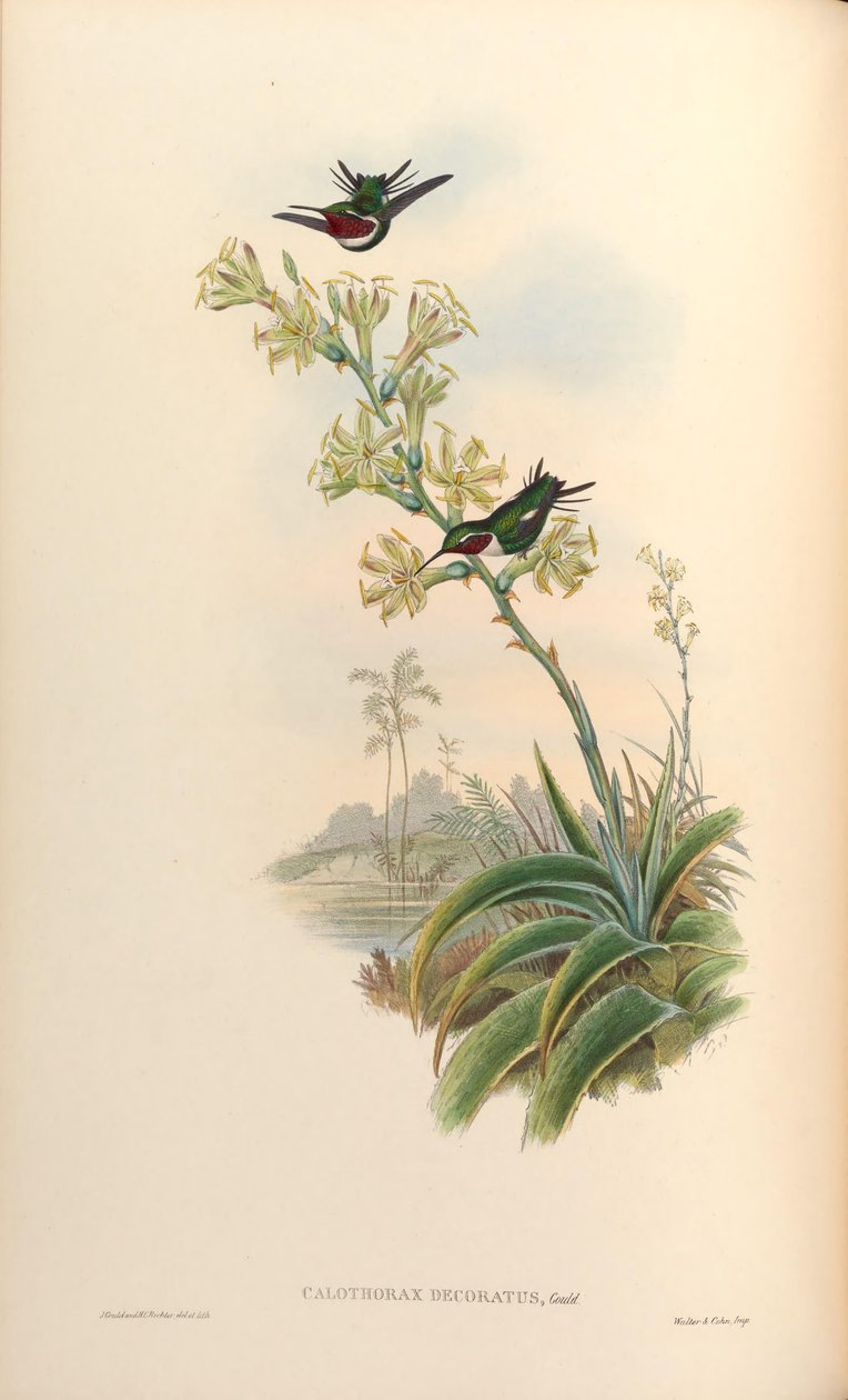 Calothorax decoratus = Chaetocercus mulsant x Ch. heliodor de John Gould