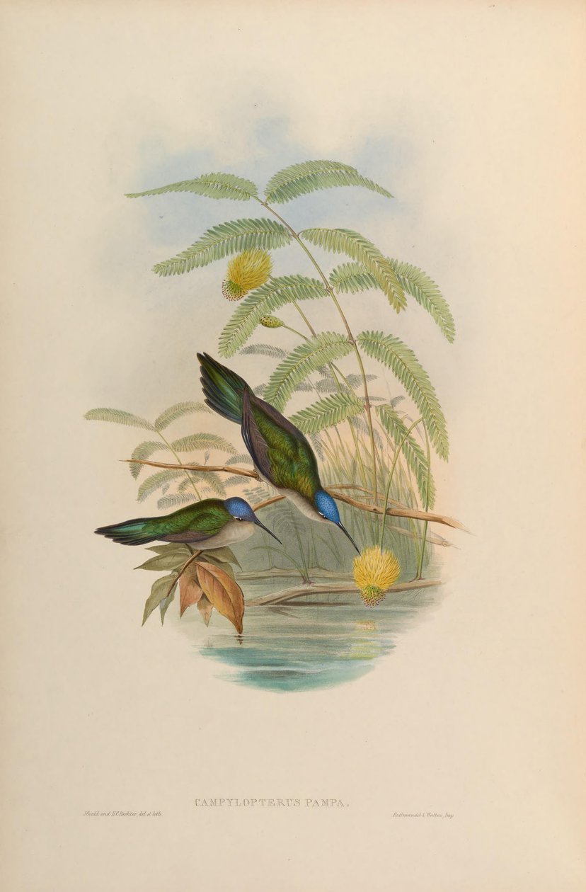 Campylopterus pampa de John Gould
