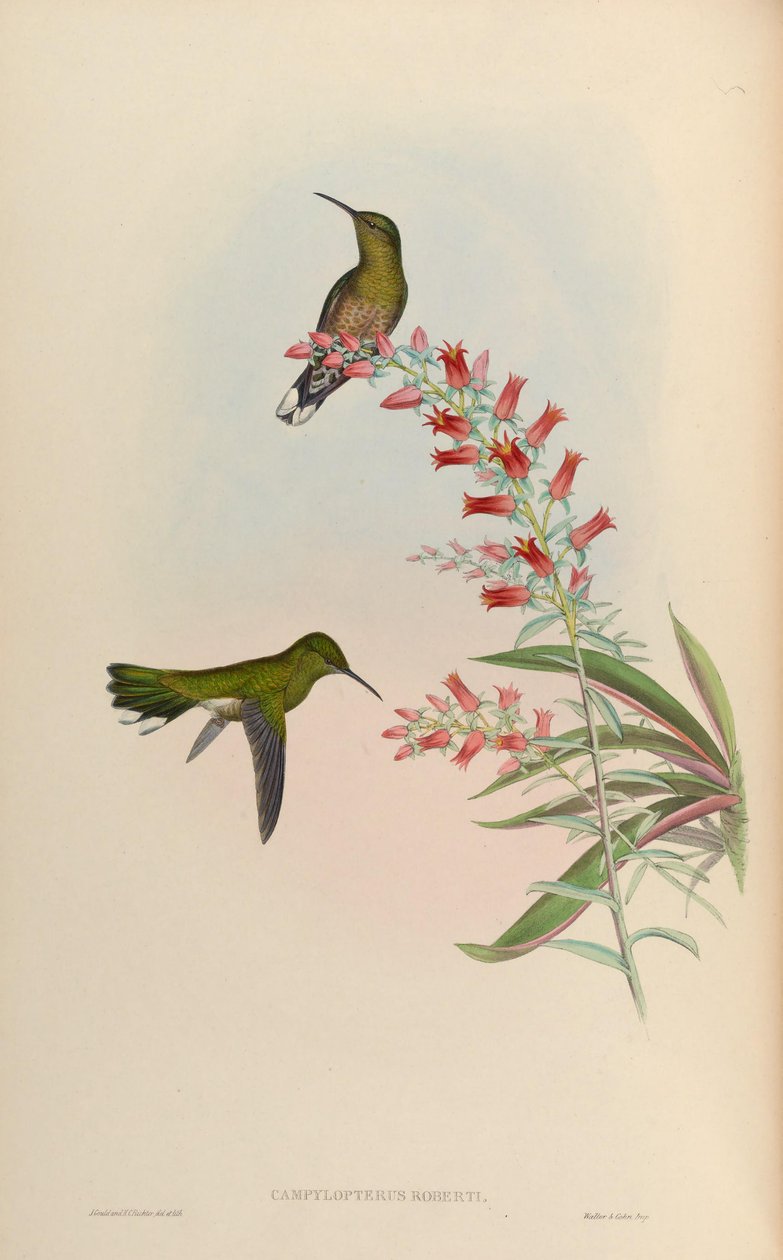 Campylopterus roberti = Phaeochroa cuvierii roberti de John Gould