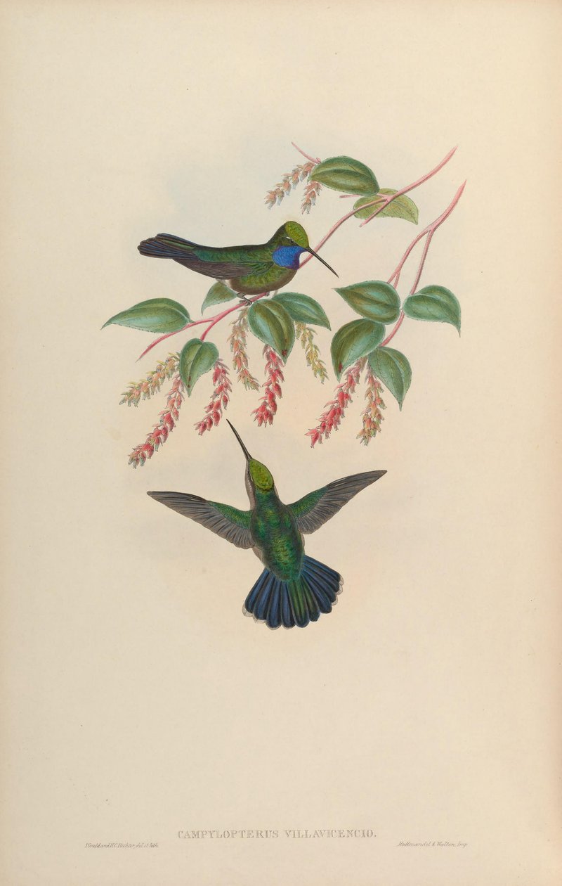 Campylopterus villaviscensio de John Gould