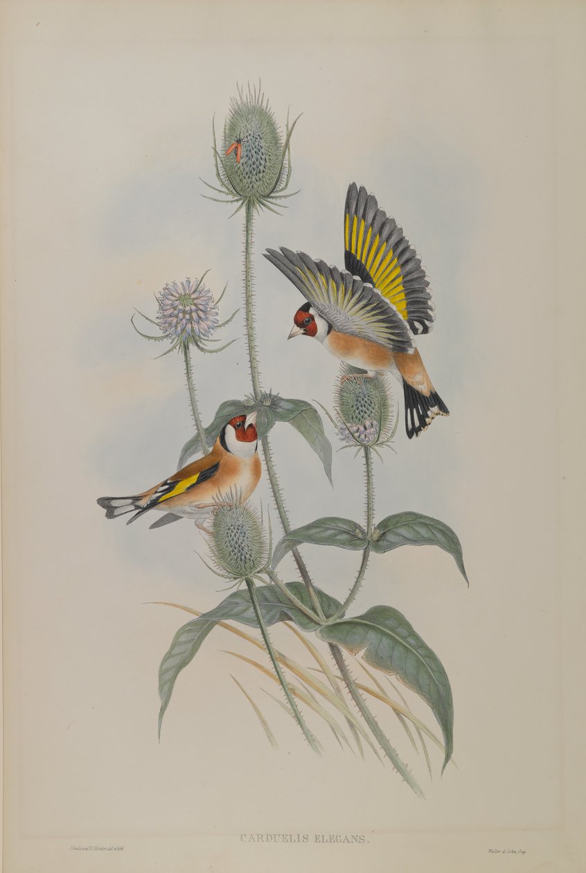 Carduelis Elegans - Jilguero de John Gould