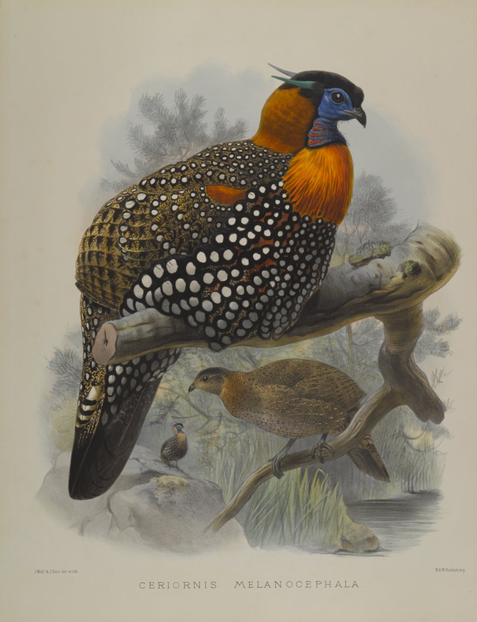 Ceriornis Melanocephala de John Gould