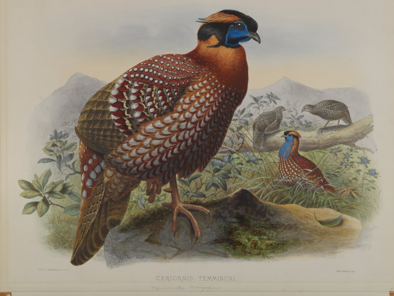 Ceriornis Temminkii: Trazapán de Temminck de John Gould