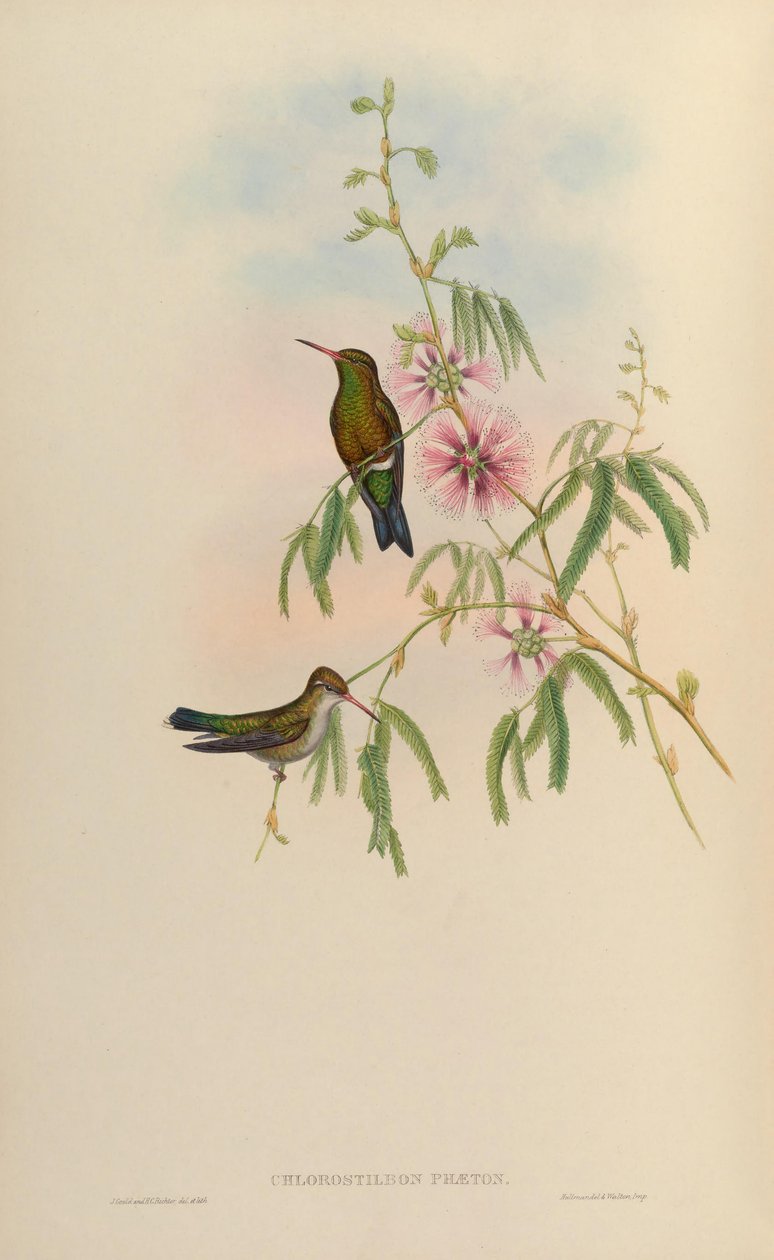 Chlorostilbon phaethon de John Gould