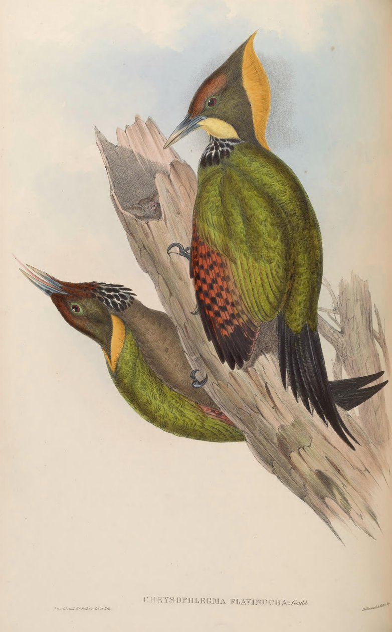 Chrysophlegma flavinucha de John Gould