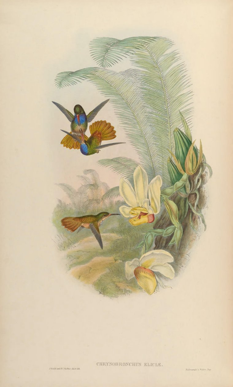 Chrysuronia eliciae = Hylocharis eliciae de John Gould
