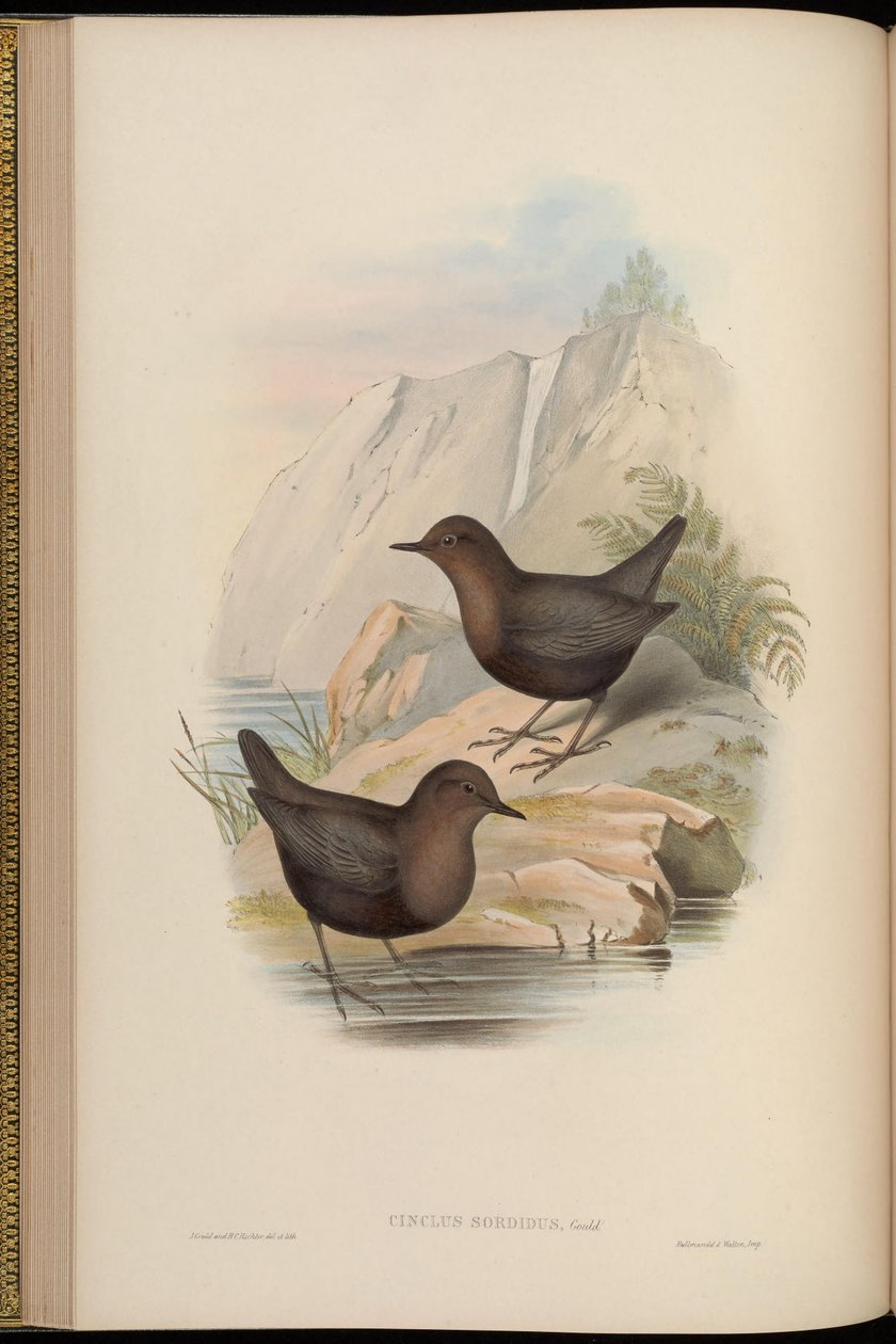 Cinclus sordidus = morfo oscuro de Cinclus cinclus cashmeriensis ref de John Gould