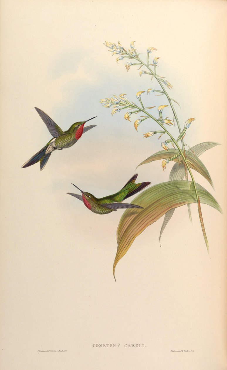 Cometes caroli = Polyonomus caroli de John Gould