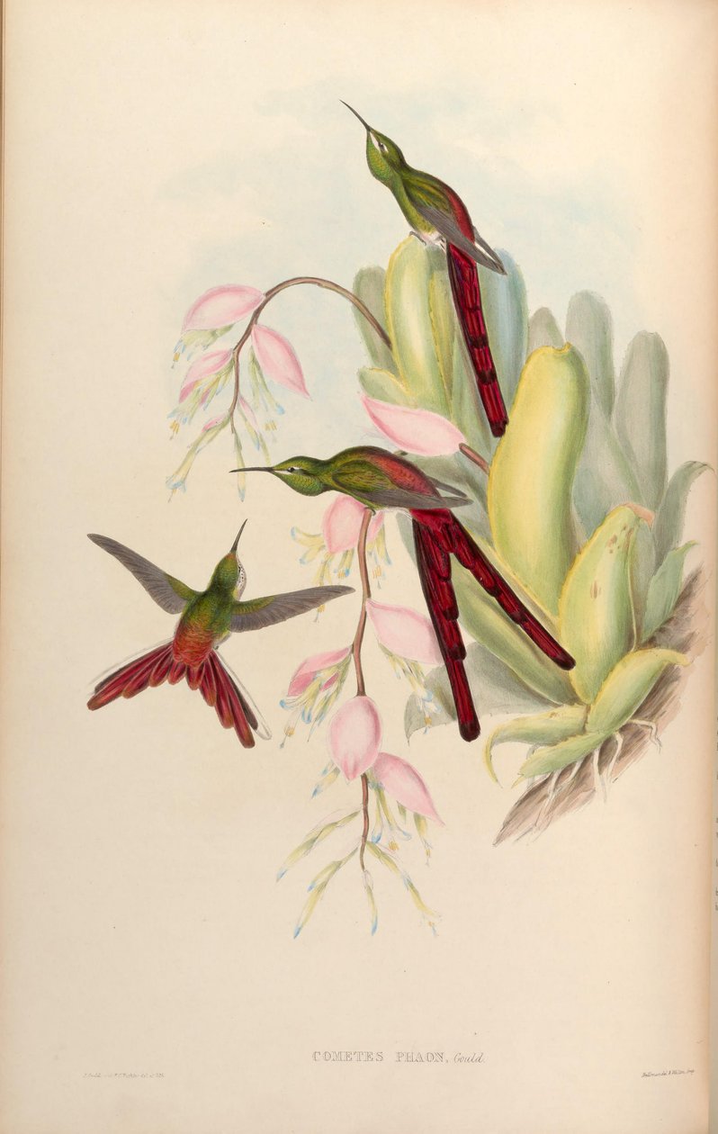 Cometes phaon = Sappho sparganura de John Gould