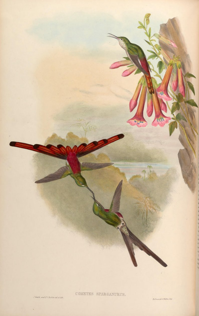 Cometes sparganurus = Sappho sparganura de John Gould