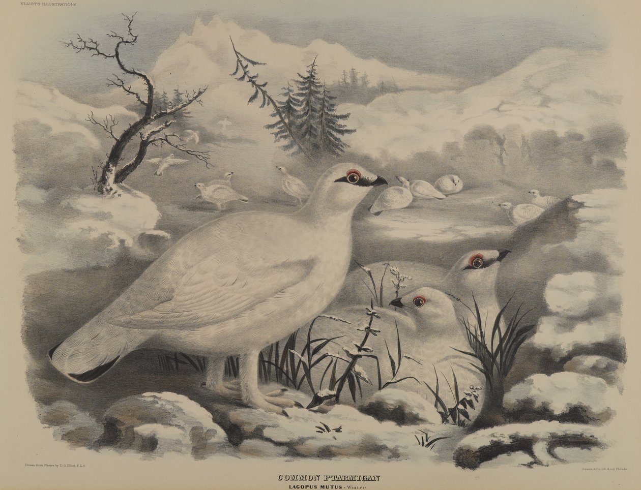 Perdiz Nival de John Gould