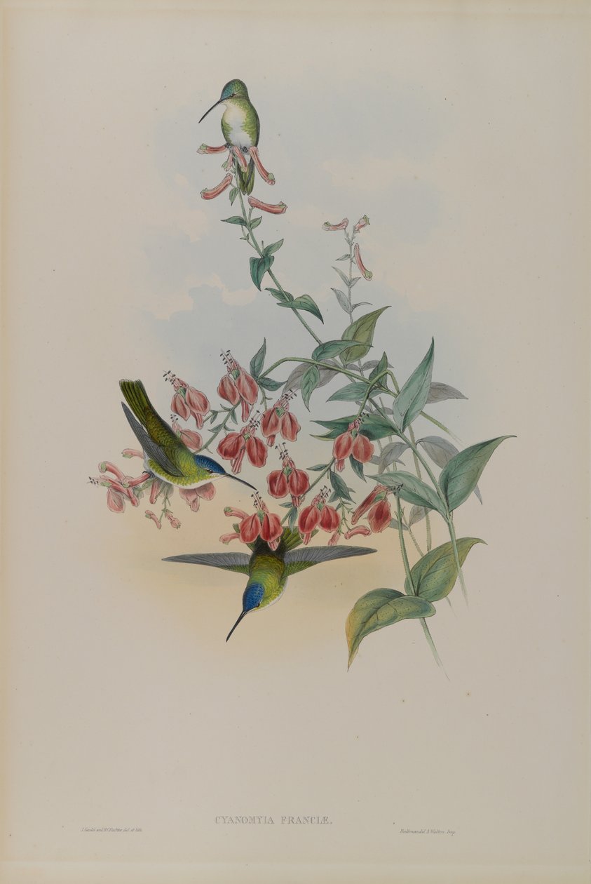 Cyanomyia Franciae: Corona Azul de Francia de John Gould