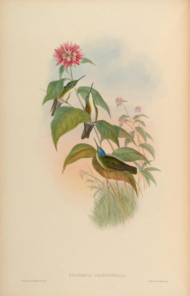 Cyanomyia cyanocephala = Amazilia cyanocephala de John Gould