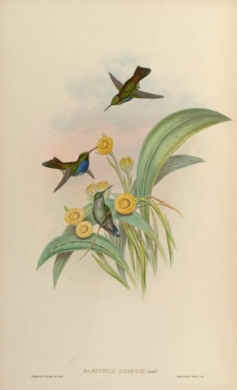 Damophila amabilis de John Gould