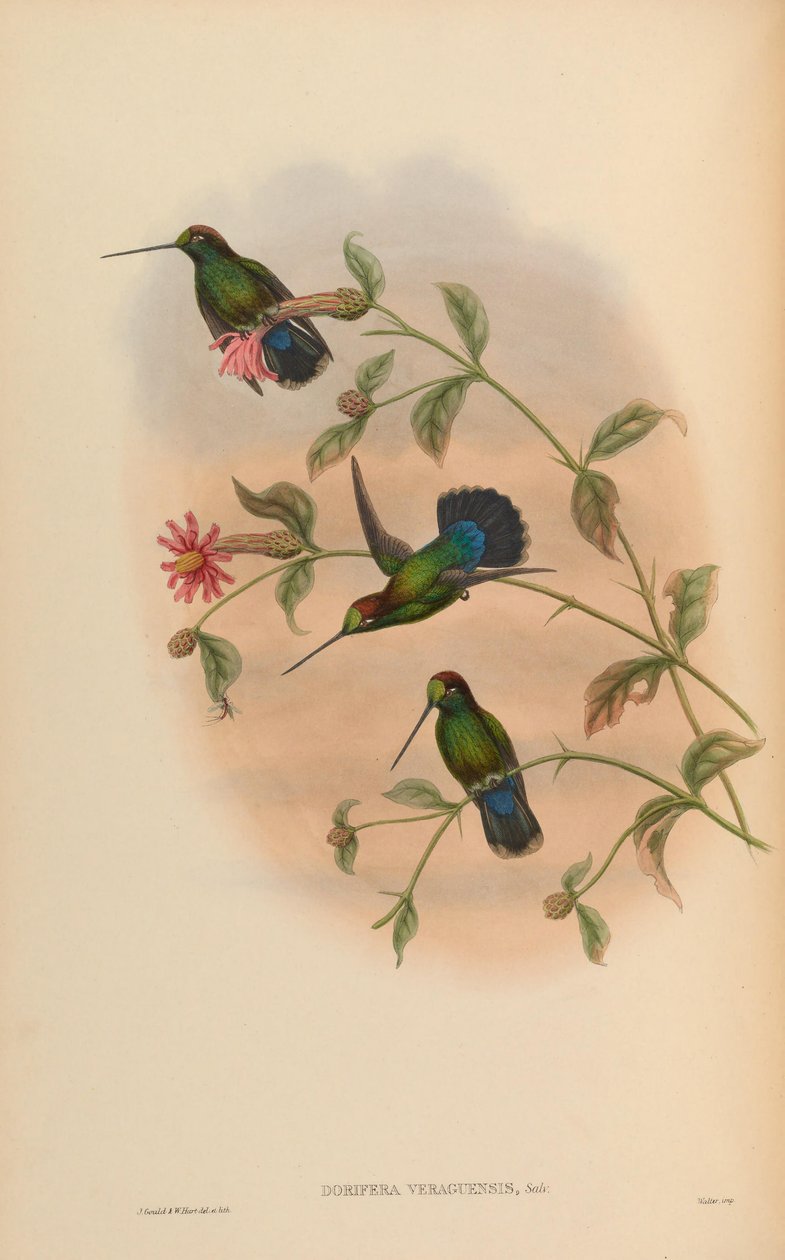Dorifera veraguensis = Doryfera ludovicae veraguensis de John Gould