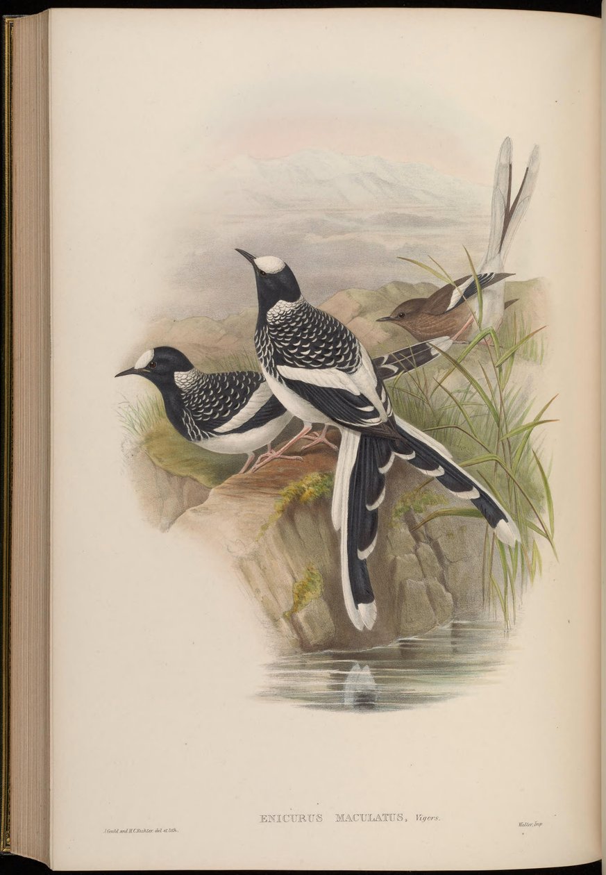 Enicurus maculatus de John Gould
