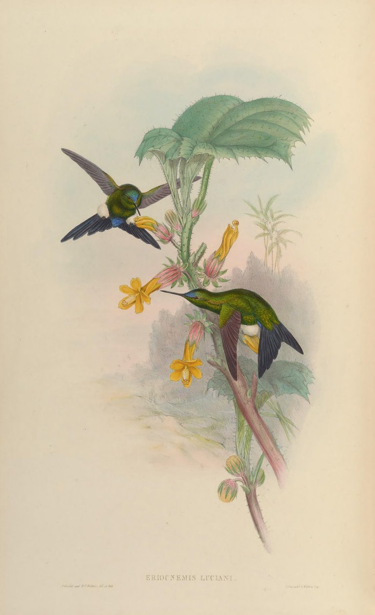 Eriocnemis luciani de John Gould
