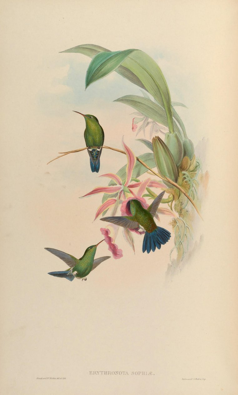 Erythronota sophiae = Amazilia saucerrottei saucerrottei de John Gould