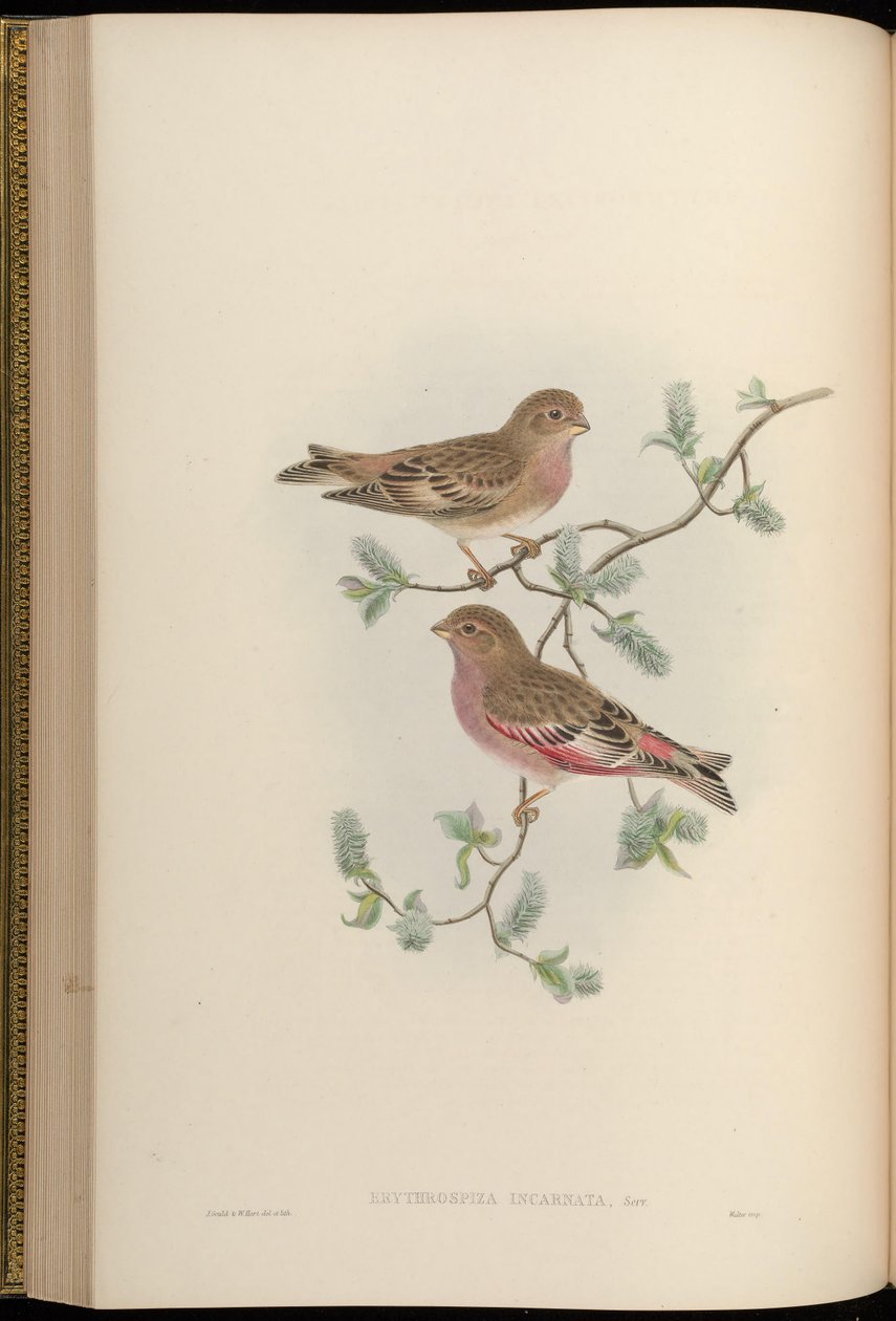 Erythrospiza incarnata = Bucanetes mongolicus de John Gould