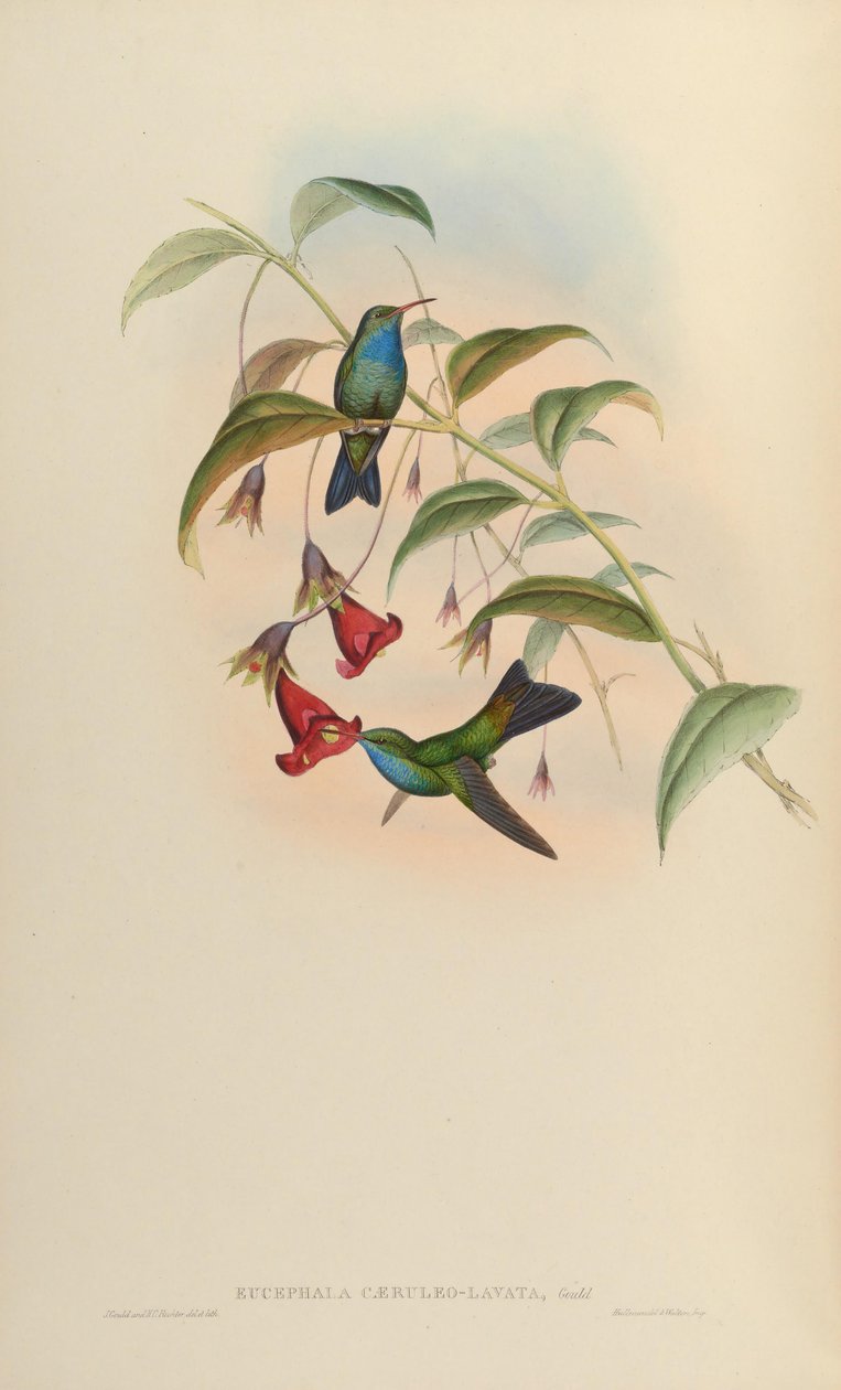 Eucephala caeruleolavata = ? - conocida solo por el espécimen tipo del sureste de Brasil; tratada como una especie válida por Cory (1918) y Pinto (1937); Peters (1945) la trató como un híbrido de paternidad indeterminada de John Gould